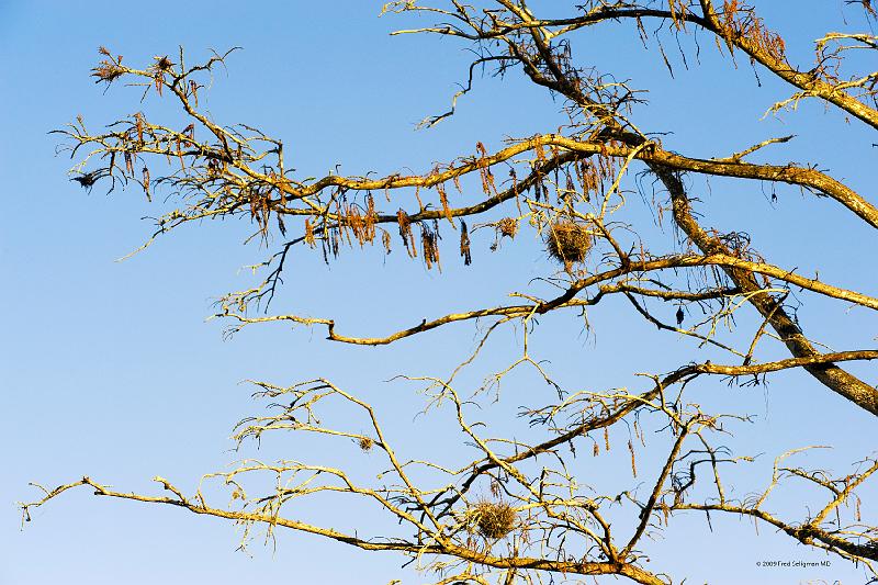 20090220_172059 D3 (1) P1 5100x3400 srgb.jpg - Loxahatchee National Wildlife Preserve